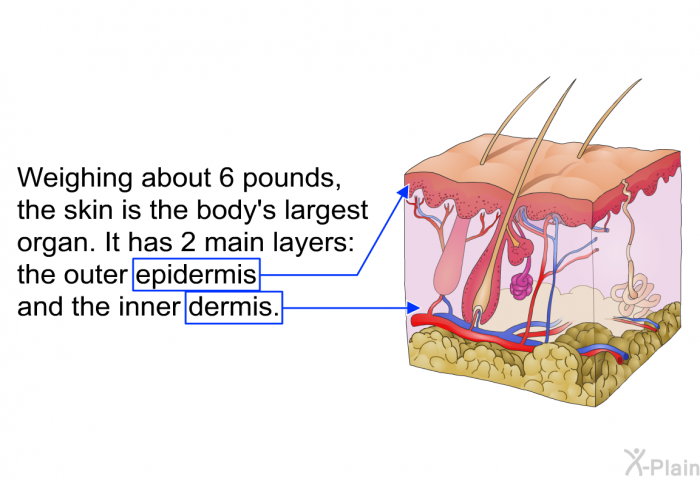 Weighing about 6 pounds, the skin is the body's largest organ. It has 2 main layers: the outer epidermis and the inner dermis.