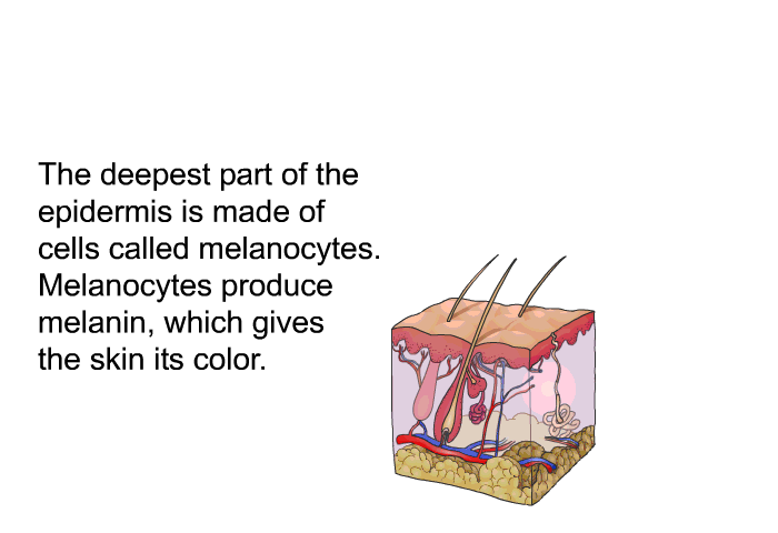 The deepest part of the epidermis is made of cells called melanocytes. Melanocytes produce melanin, which gives the skin its color.
