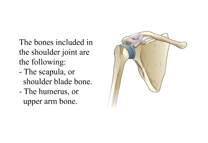 The bones included in the shoulder joint are the following:  The scapula, or shoulder blade bone. The humerus, or upper arm bone.