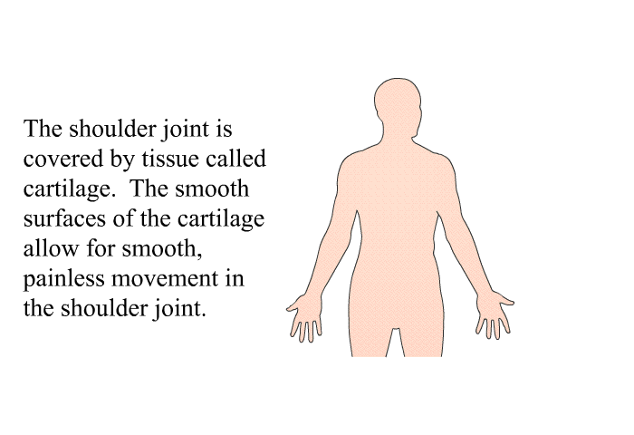 The shoulder joint is covered by tissue called cartilage. The smooth surfaces of the cartilage allow for smooth, painless movement in the shoulder joint.