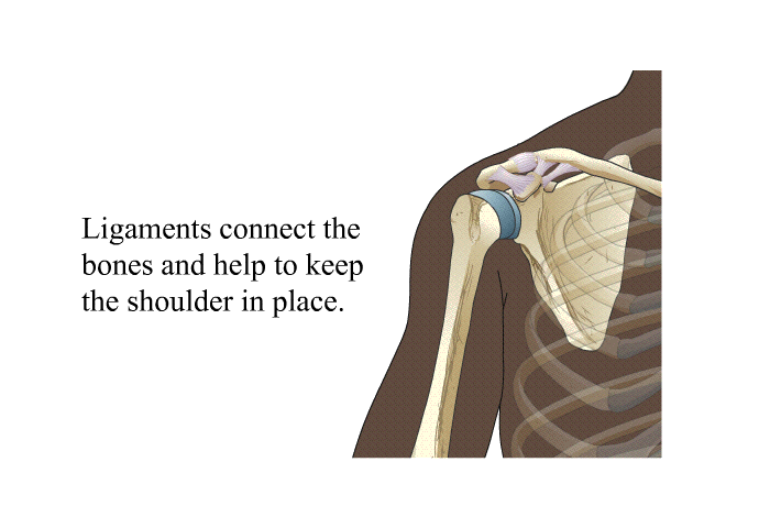 Ligaments connect the bones and help to keep the shoulder in place.