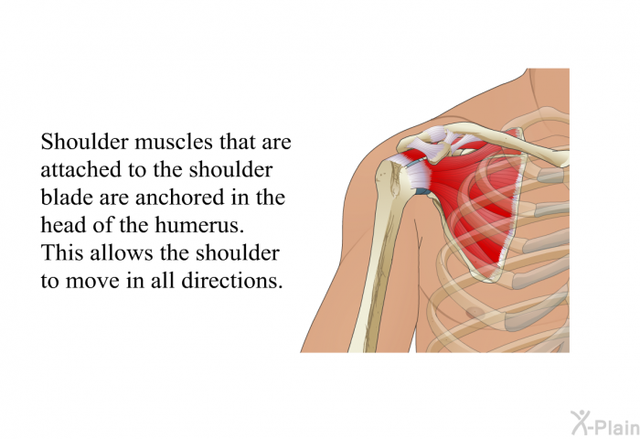 Shoulder muscles that are attached to the shoulder blade are anchored in the head of the humerus. This allows the shoulder to move in all directions.