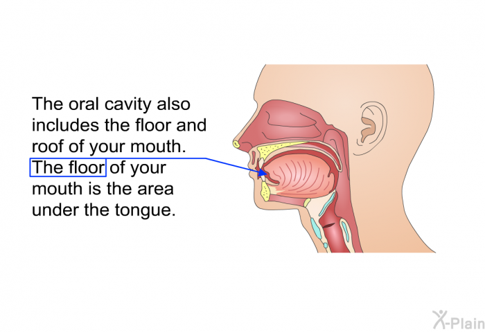 The oral cavity also includes the floor and roof of your mouth. The floor of your mouth is the area under the tongue.