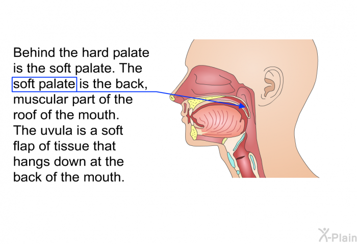 Behind the hard palate is the soft palate. The soft palate is the back, muscular part of the roof of the mouth. The uvula is a soft flap of tissue that hangs down at the back of the mouth.