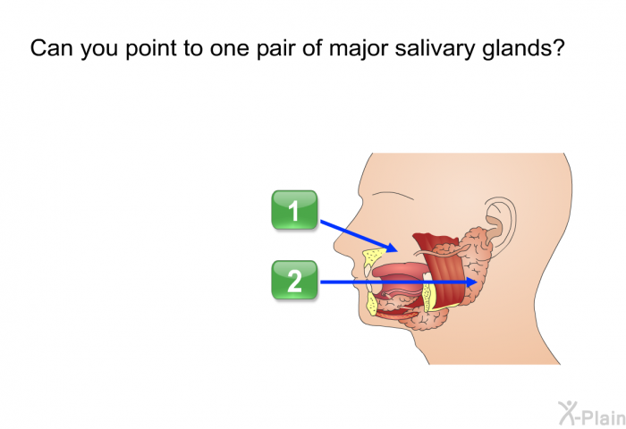 Can you point to one pair of major salivary glands?