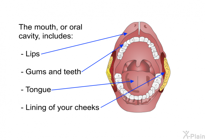 The mouth, or oral cavity, includes:  Lips Gums and teeth Tongue Lining of your cheeks