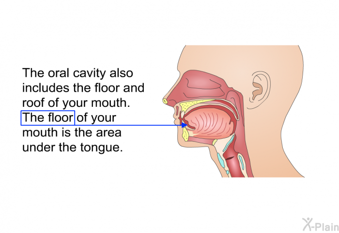 The oral cavity also includes the floor and roof of your mouth. The floor of your mouth is the area under the tongue.