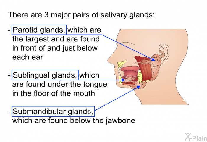 There are 3 major pairs of salivary glands:  Parotid glands, which are the largest and are found in front of and just below each ear Sublingual glands, which are found under the tongue in the floor of the mouth Submandibular glands, which are found below the jawbone