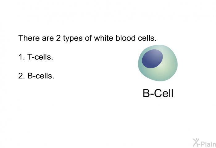 There are 2 types of white blood cells.  T-cells. B-cells.