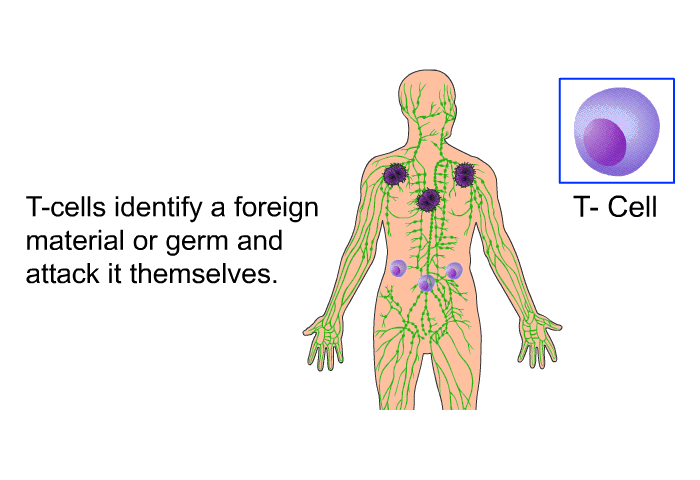 T-cells identify a foreign material or germ and attack it themselves.