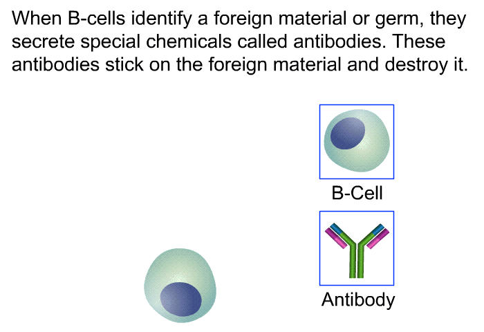 When B-cells identify a foreign material or germ, they secrete special chemicals called <I>antibodies</I>. These antibodies stick on the foreign material and destroy it.