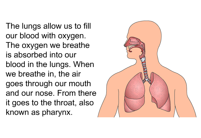 The lungs allow us to fill our blood with oxygen. The oxygen we breathe is absorbed into our blood in the lungs. When we breathe in, the air goes through our mouth and our nose. From there it goes to the throat, also known as pharynx.