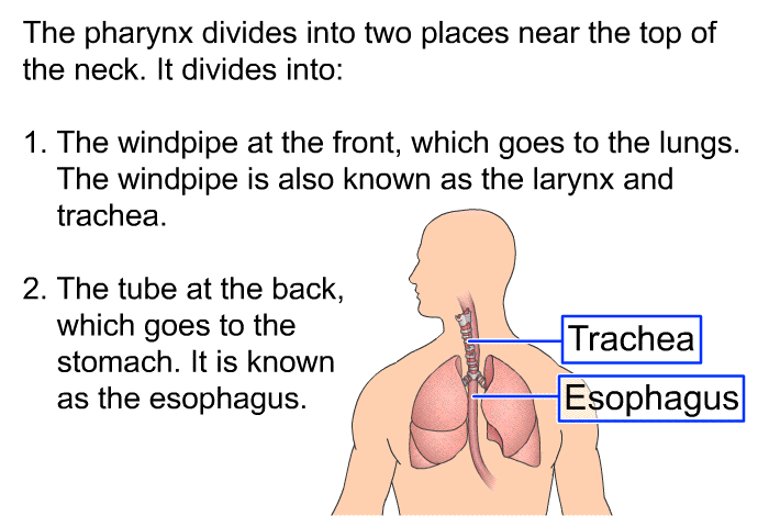 The pharynx divides into two places near the top of the neck. It divides into:  The windpipe at the front, which goes to the lungs. The windpipe is also known as the larynx and trachea. The tube at the back, which goes to the stomach. It is known as the esophagus.