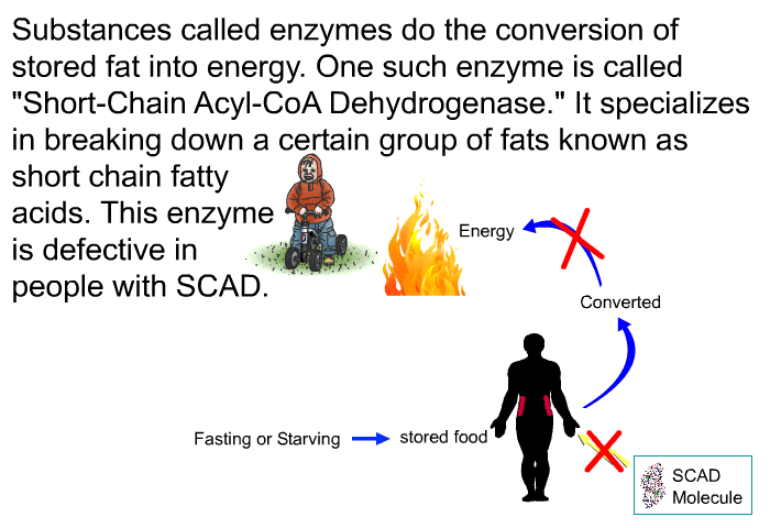 Substances called enzymes do the conversion of stored fat into energy. One such enzyme is called “Short-Chain Acyl-CoA Dehydrogenase”. It specializes in breaking down a certain group of fats known as short chain fatty acids. This enzyme is defective in people with SCAD.