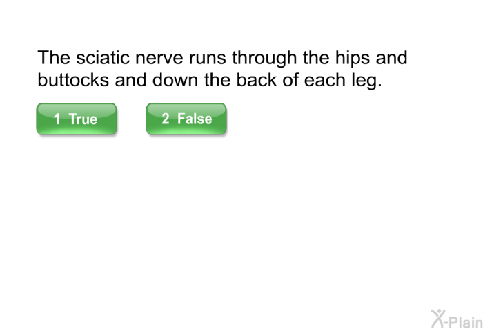 The sciatic nerve runs through the hips and buttocks and down the back of each leg.