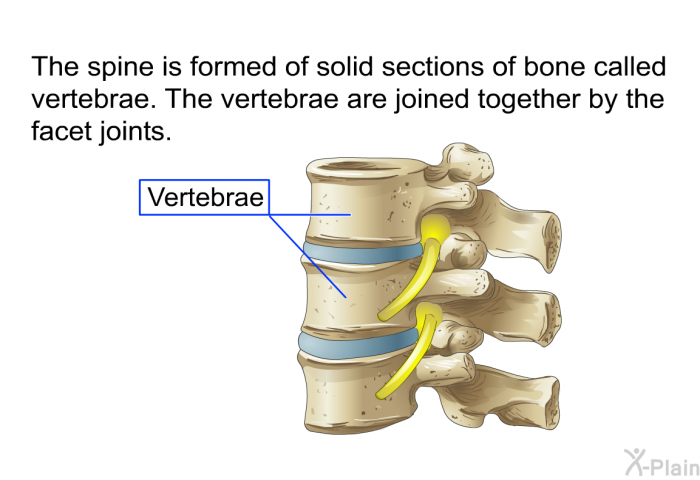 The spine is formed of solid sections of bone called vertebrae. The vertebrae are joined together by the facet joints.
