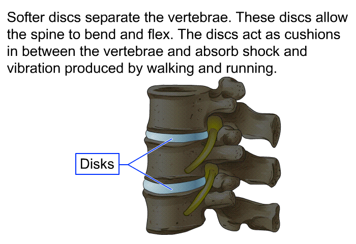 Softer discs separate the vertebrae. These discs allow the spine to bend and flex. The discs act as cushions in between the vertebrae and absorb shock and vibration produced by walking and running.