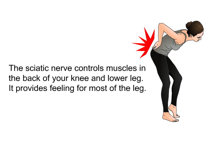 The sciatic nerve controls muscles in the back of your knee and lower leg. It provides feeling for most of the leg.