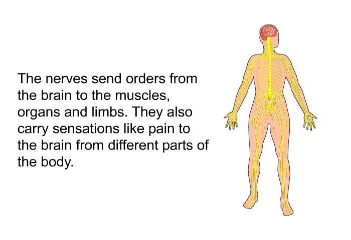 The nerves send orders from the brain to the muscles, organs and limbs. They also carry sensations like pain to the brain from different parts of the body.