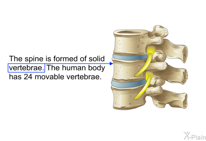 The spine is formed of solid vertebrae. The human body has 24 movable vertebrae.
