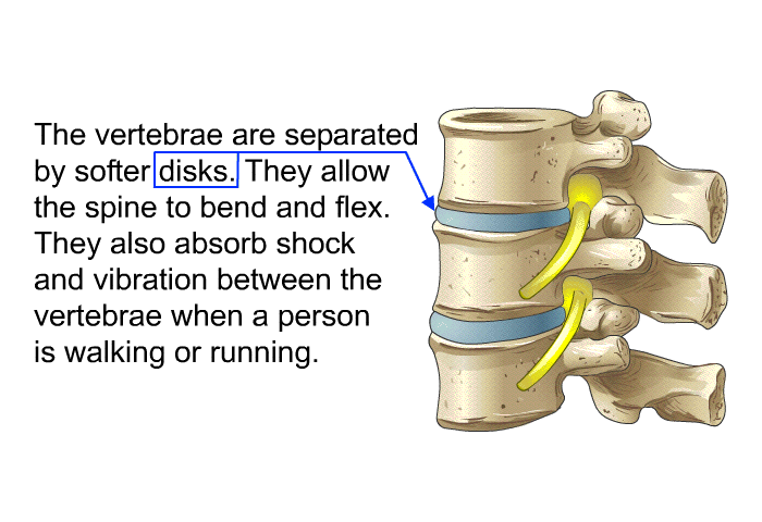 The vertebrae are separated by softer disks. They allow the spine to bend and flex. They also absorb shock and vibration between the vertebrae when a person is walking or running.