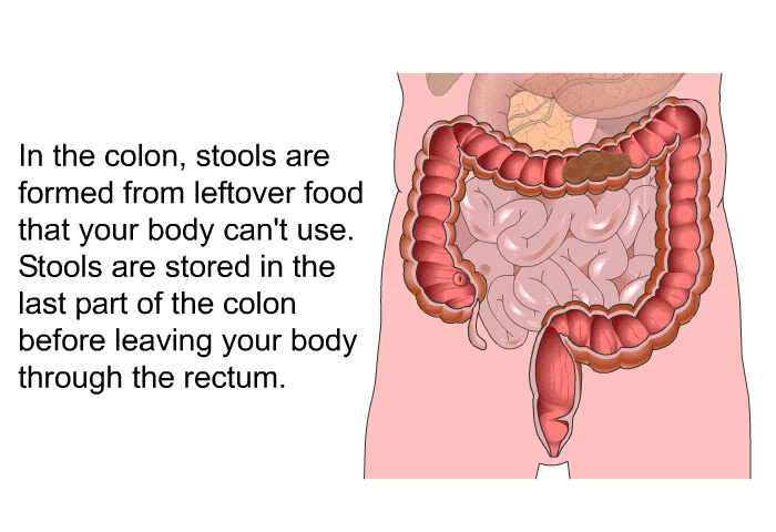 In the colon, stools are formed from leftover food that your body can't use. Stools are stored in the last part of the colon before leaving your body through the rectum.