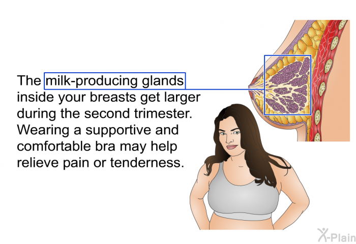 The milk-producing glands inside your breasts get larger during the second trimester. Wearing a supportive and comfortable bra may help relieve pain or tenderness.