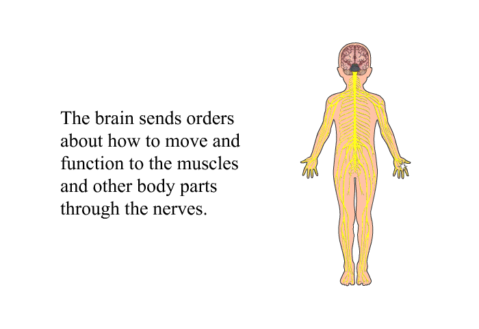 The brain sends orders about how to move and function to the muscles and other body parts through the nerves.