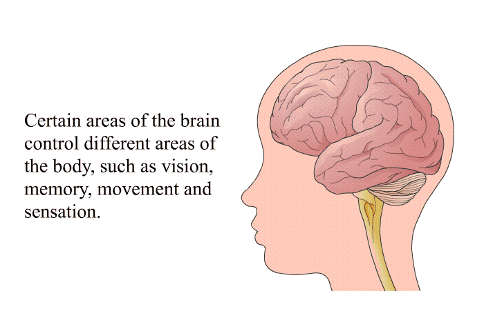 Certain areas of the brain control different areas of the body, such as vision, memory, movement and sensation.