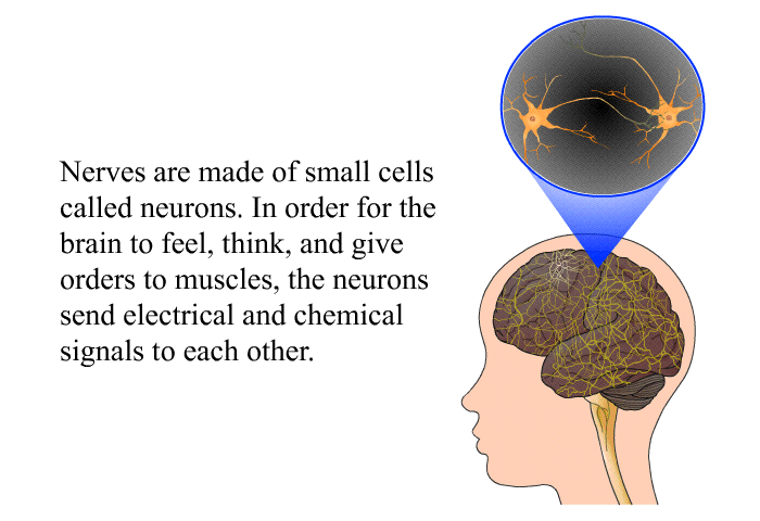 Nerves are made of small cells called neurons. In order for the brain to feel, think, and give orders to muscles, the neurons send electrical and chemical signals to each other.