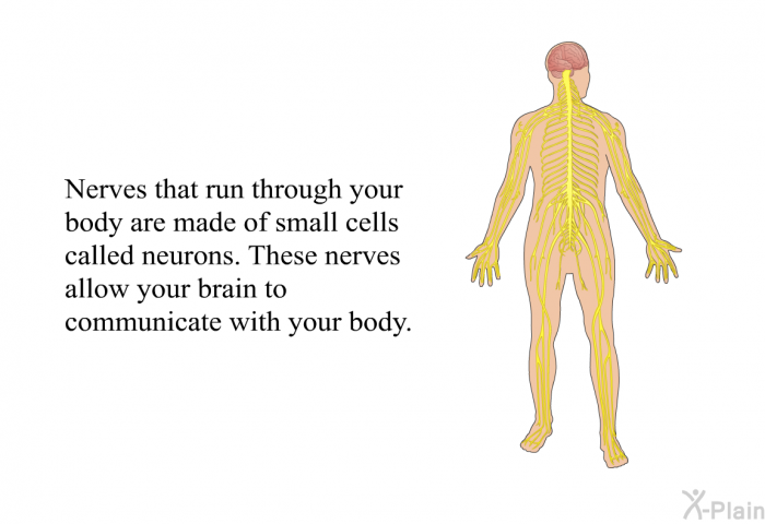 Nerves that run through your body are made of small cells called neurons. These nerves allow your brain to communicate with your body.