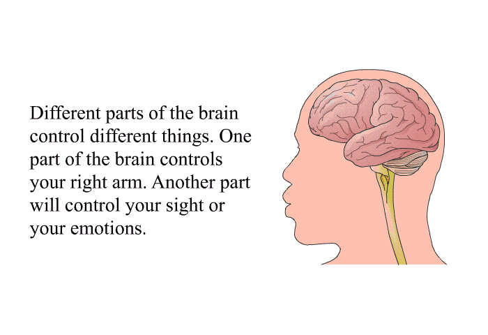 Different parts of the brain control different things. One part of the brain controls your right arm. Another part will control your sight or your emotions.