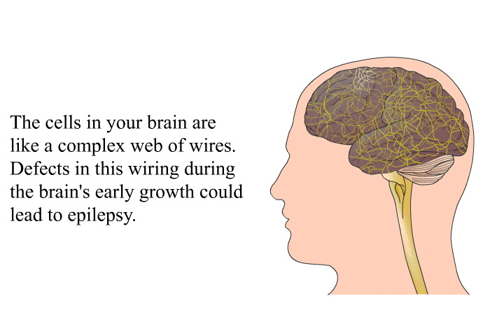 The cells in your brain are like a complex web of wires. Defects in this wiring during the brain's early growth could lead to epilepsy.