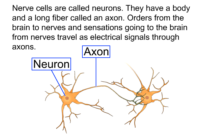 Nerve cells are called neurons. They have a body and a long fiber called an axon. Orders from the brain to nerves and sensations going to the brain from nerves travel as electrical signals through axons.