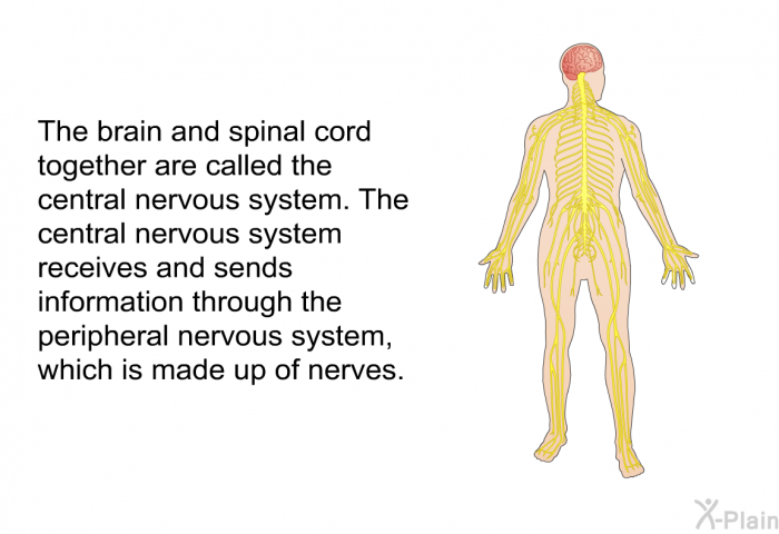 The brain and spinal cord together are called the central nervous system. The central nervous system receives and sends information through the peripheral nervous system, which is made up of nerves.