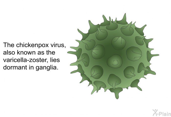 The chickenpox virus, also known as the varicella-zoster, lies dormant in ganglia.