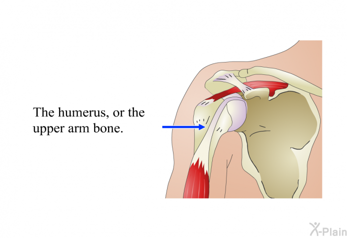The humerus, or the upper arm bone.