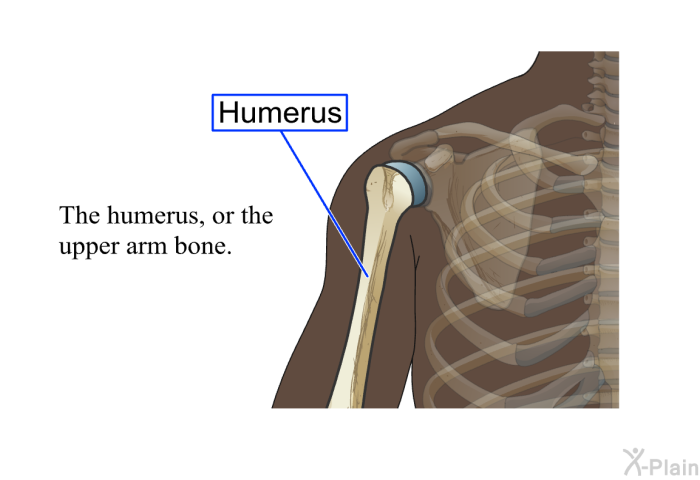 The humerus, or the upper arm bone.