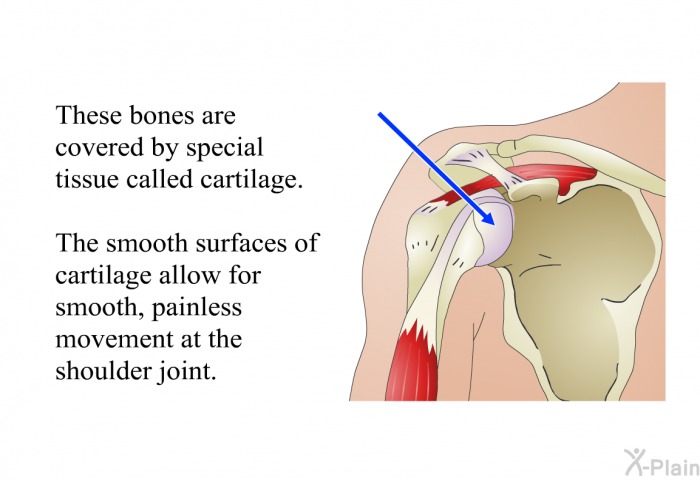 These bones are covered by special tissue called cartilage. 
 The smooth surfaces of cartilage allow for smooth, painless movement at the shoulder joint.