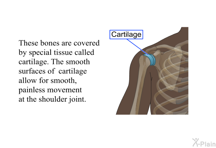 These bones are covered by special tissue called cartilage. 
 The smooth surfaces of cartilage allow for smooth, painless movement at the shoulder joint.