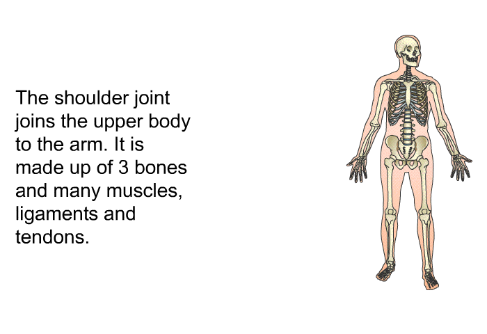 The shoulder joint joins the upper body to the arm. It is made up of 3 bones and many muscles, ligaments and tendons.