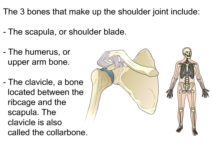 The 3 bones that make up the shoulder joint include:  The scapula, or shoulder blade. The humerus, or upper arm bone. The clavicle, a bone located between the ribcage and the scapula. The clavicle is also called the collarbone.