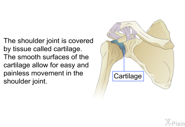 The shoulder joint is covered by tissue called cartilage. The smooth surfaces of the cartilage allow for easy and painless movement in the shoulder joint.