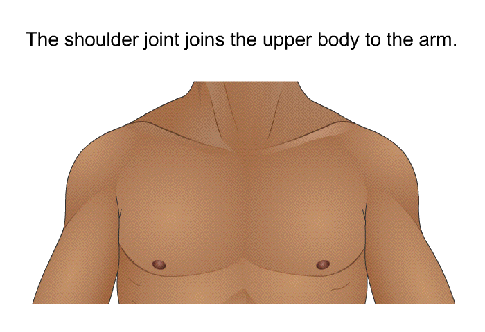 The shoulder joint joins the upper body to the arm.