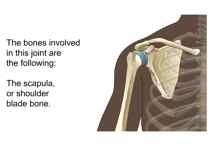 The bones involved in this joint are the following: 

The scapula, or shoulder blade bone.