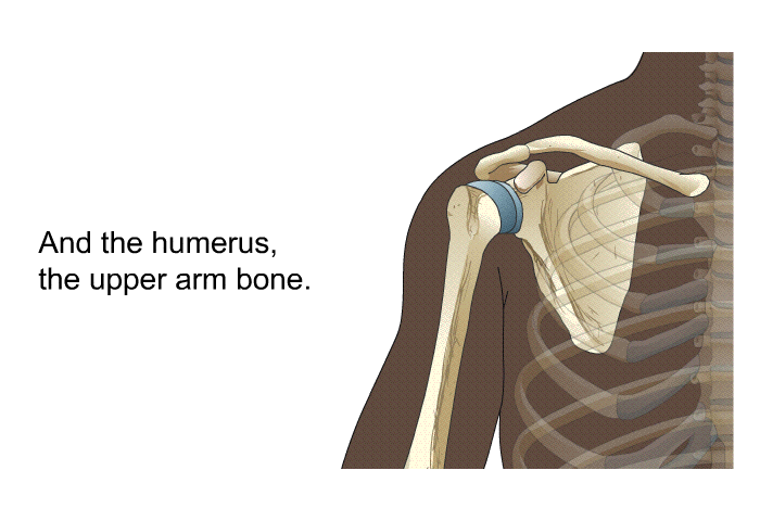 And the humerus, the upper arm bone.