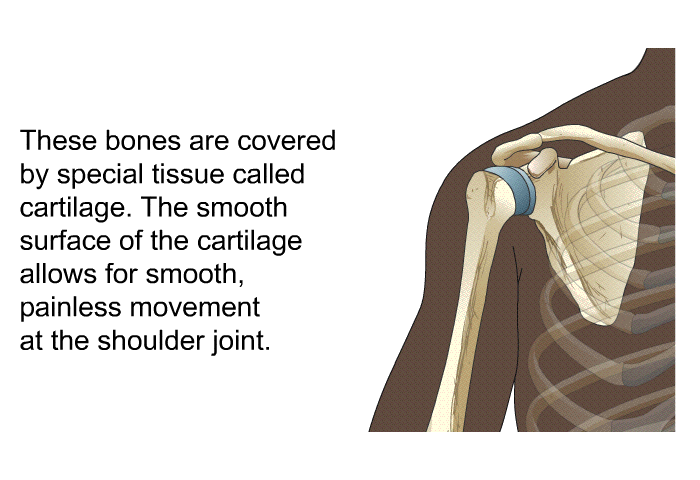 These bones are covered by special tissue called cartilage. The smooth surface of the cartilage allows for smooth, painless movement at the shoulder joint.