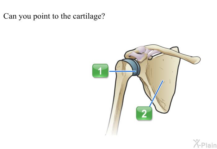 Can you point to the cartilage?