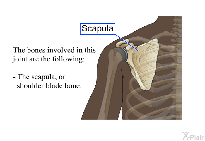 The bones involved in this joint are the following: The scapula, or shoulder blade bone.
