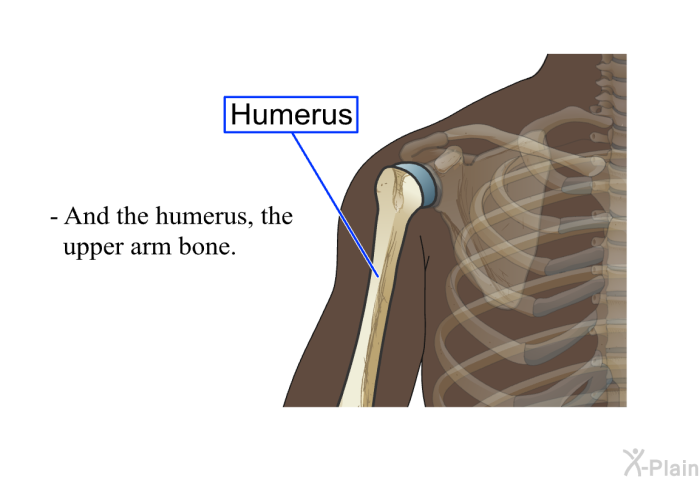 And the humerus, the upper arm bone.